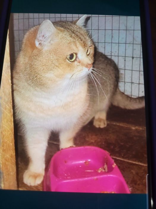 ШИКАРНИЙ котик жде дівчаток.