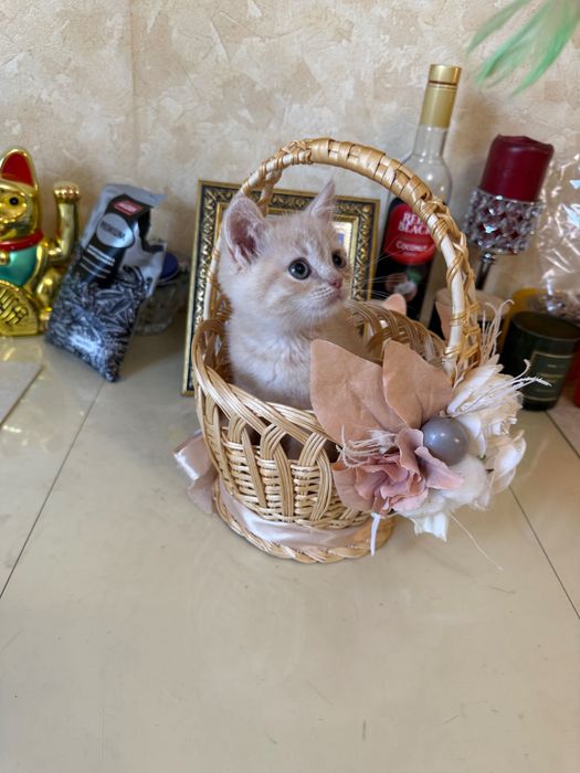 Шотландські кошенята