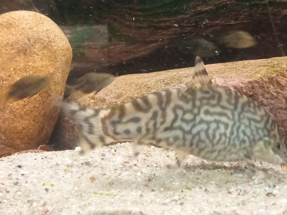 Bocja siatkowana