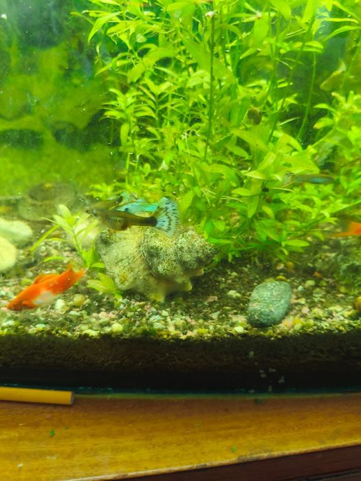 Ryby akwariowe zestaw: Gupiki, Pielęgnice, Mieczyki, Neony + Rośliny