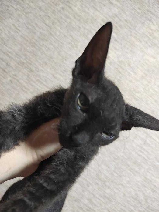 сфинкс (донской, уральский) есть малыши апрель, сентябрь 2025