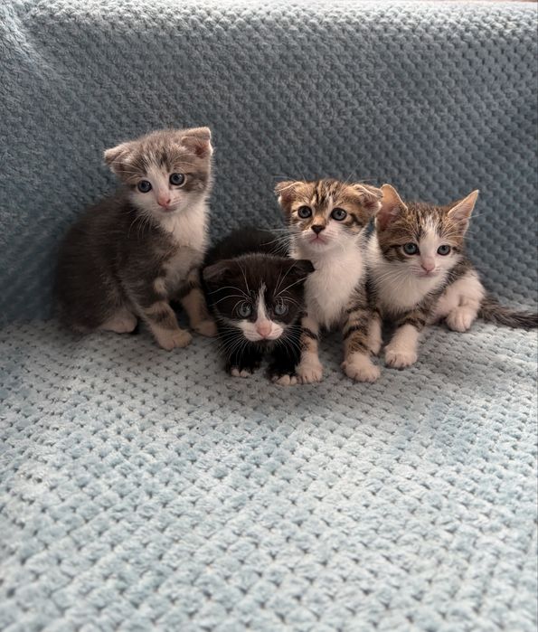 Продам висловухих кошенят
