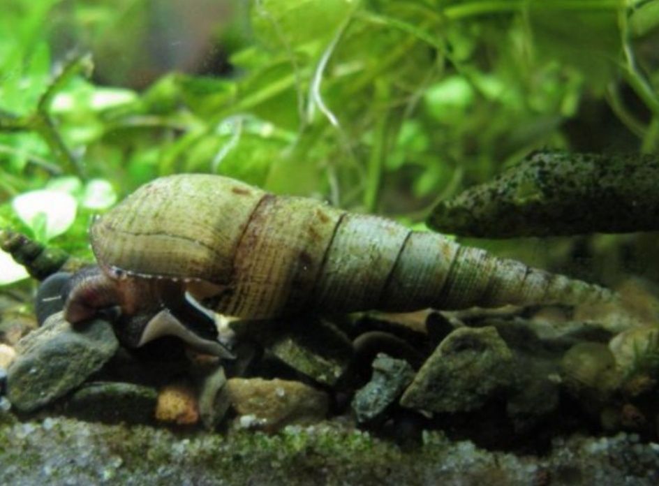 Меланія улитка равлик акваріум обмін