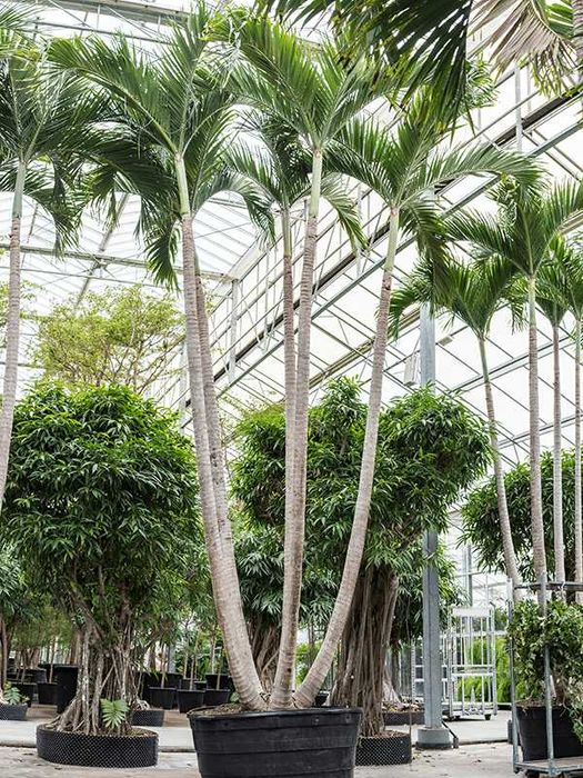 Palmeiras Raras - VEITCHIAS - HYOPHORBES - LICUALAS