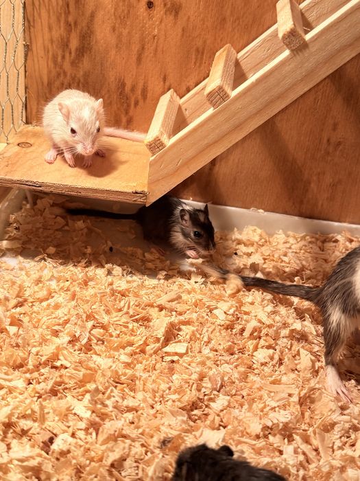 Gerbo/ esquilo da mangolia / hamster