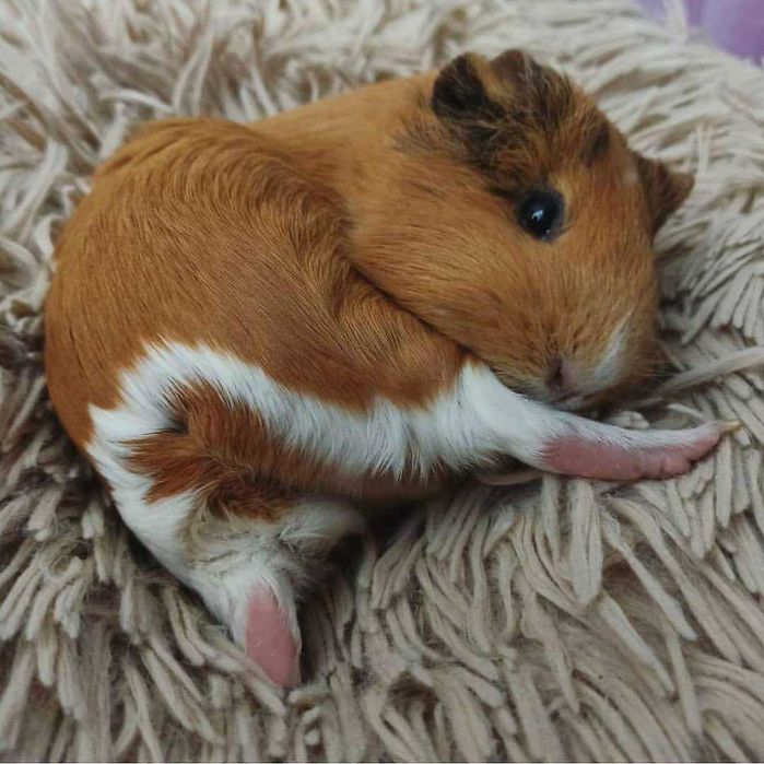 Морські свинки для дому різних порід та окрасів