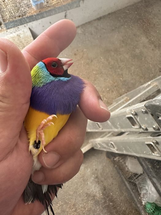 Diamantes gould