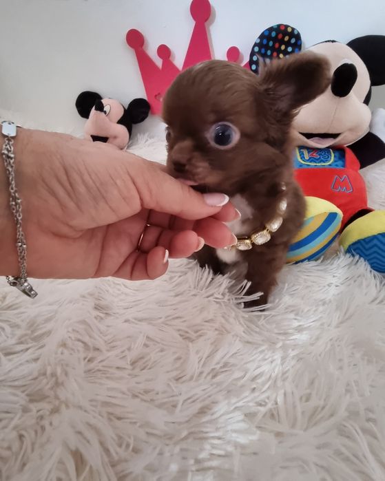 Chihuahua macho  miniatura de pêlo comprido com Pedigree