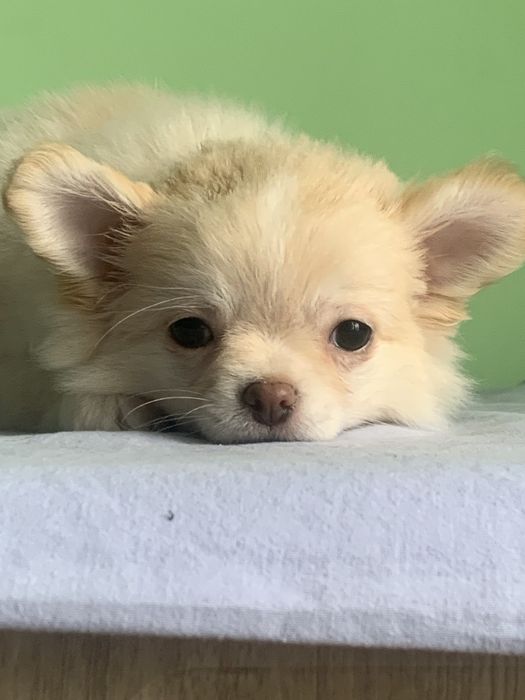 Дівчинка 2,5місяці!