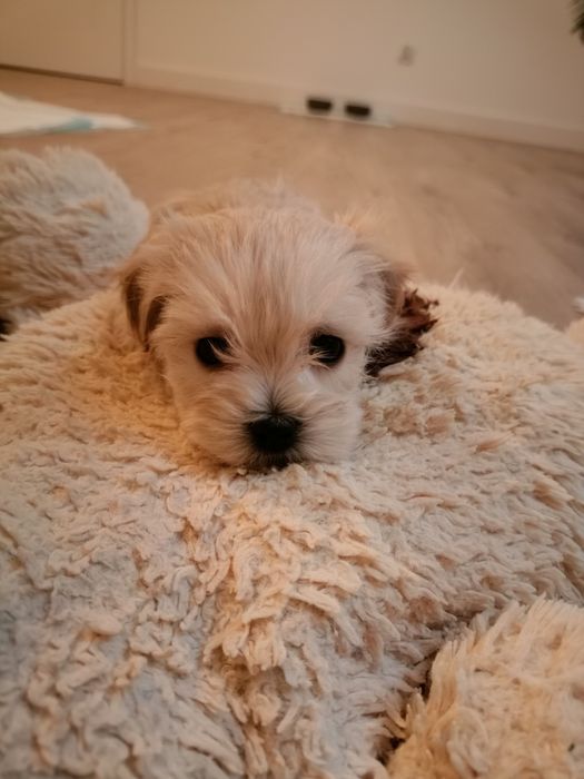 Maltipoo szczeniak mini