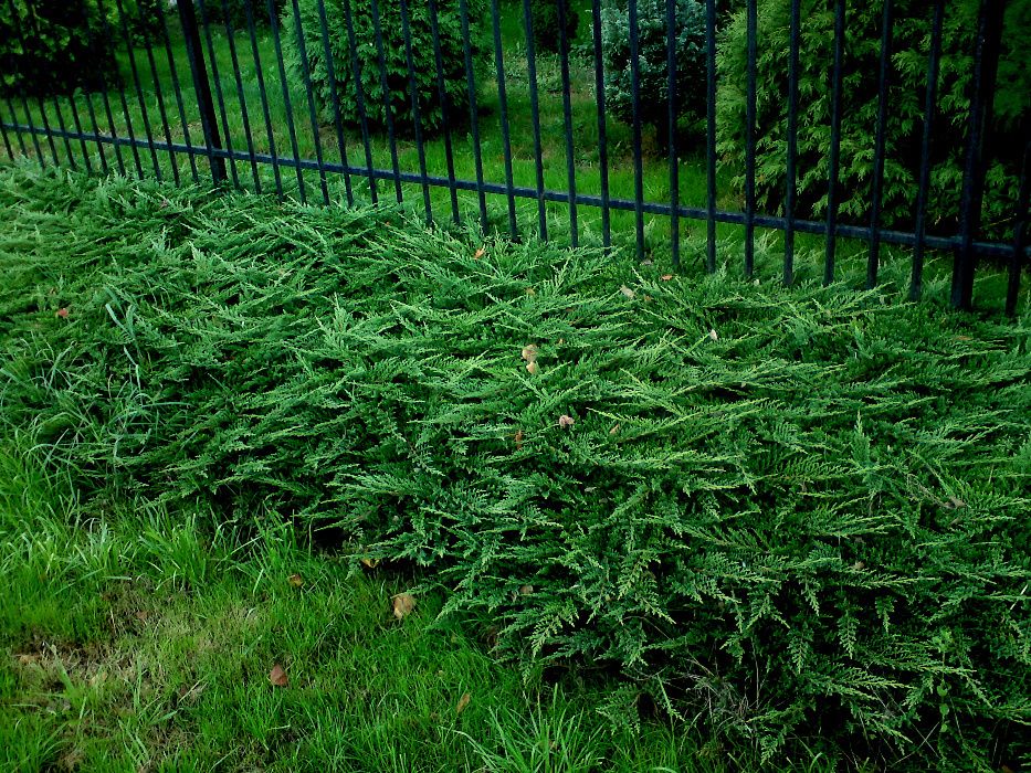 Jałowiec płożący na umocnienie i upiększenie skarpy