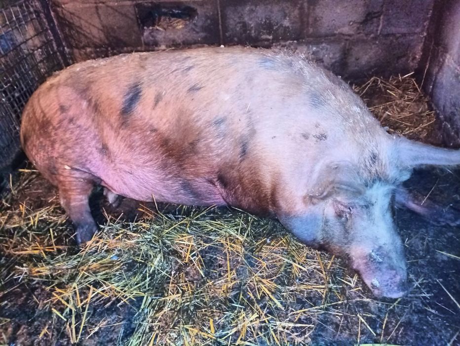 Продам кабана живою вагою. Живу в селі.Домашні харчі. 120-200 кг.2 шт.