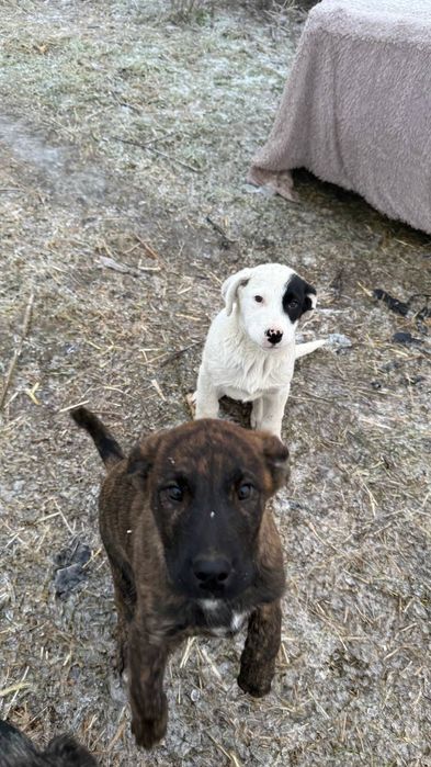 Щенята по 3.5 мес мальчики