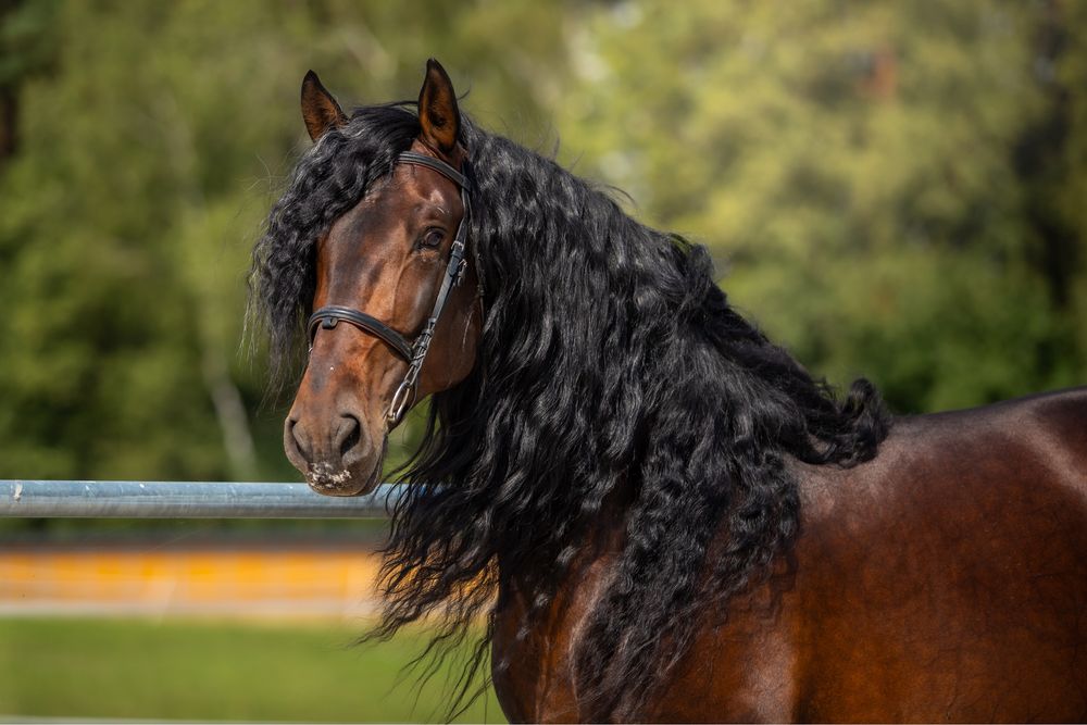 Stanówka wyjątkowym ogierem PRE