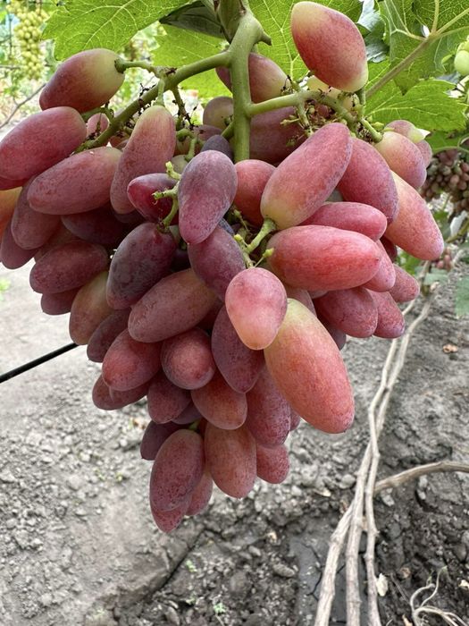 Чубуки , черенки, живці ,винограду