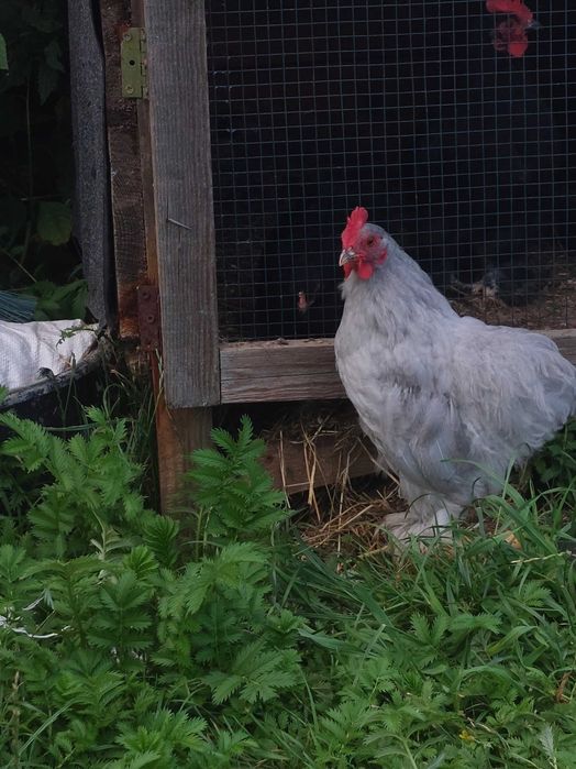 Kurki Kochin miniaturka