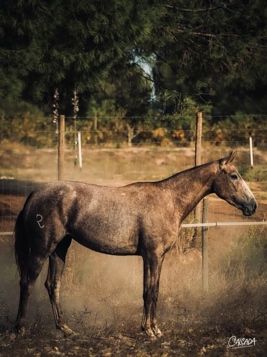 Poldra Lusowarmblood