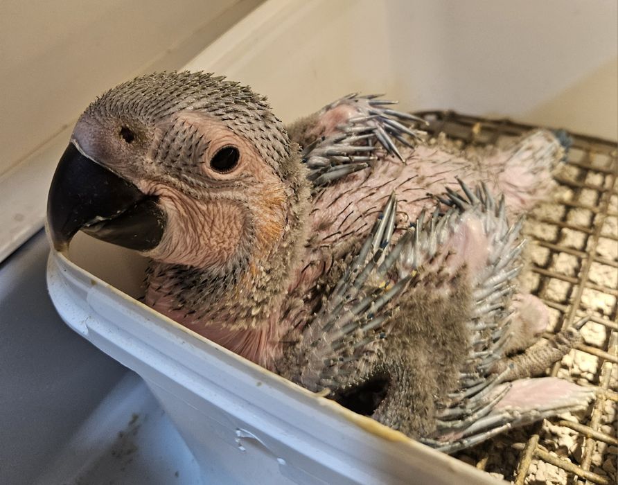 Arara Ararauna 2 meses  para criar a mão - Fêmea