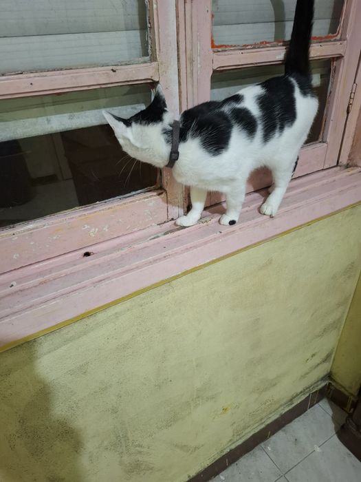 Gata para dar muito mesquinha  esperta