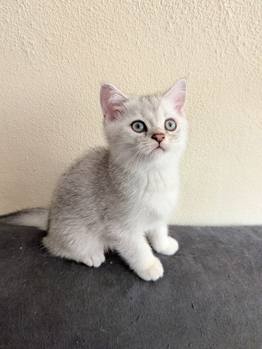 Gatinho Scotiish Straight