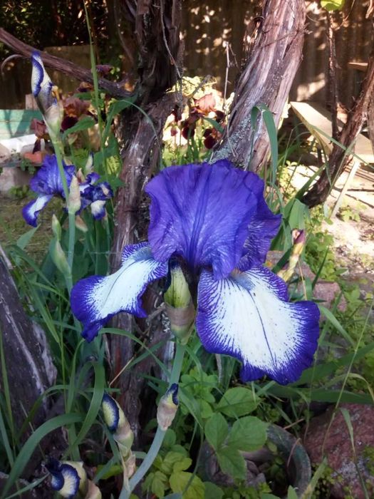 Садиба в с. Макишин, Городнянський р-н.