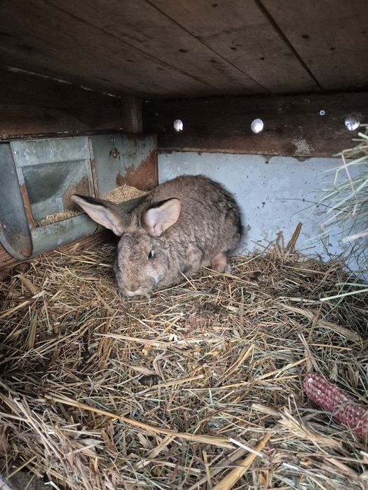 Samiczki mieszane do dalszego chowu