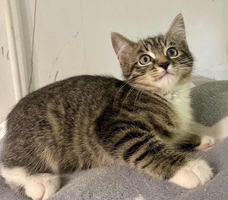 Котенок маленький мальчик полосатый с белыми носочками