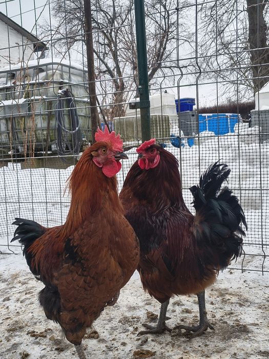 Sprzedam młode koguty