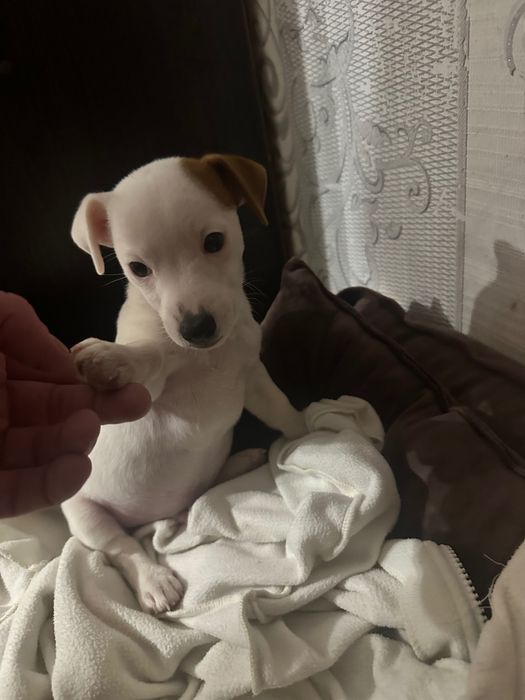 Джек Рассел Терʼєр