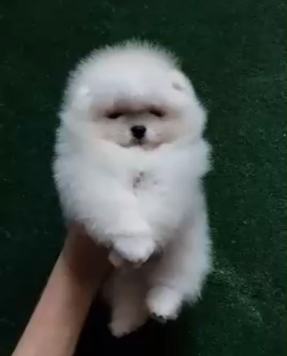 Померанский шпиц мальчик 2 месяца