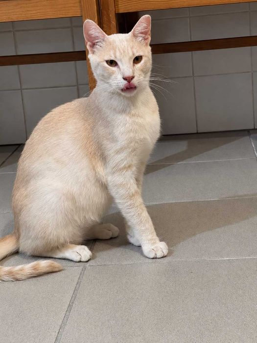 CASTRADO | Gato Juvenil para Adoção Responsável | Negativo a FIV e a FELV