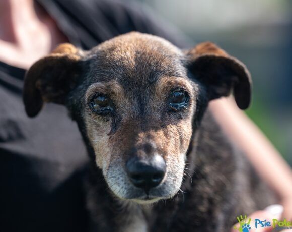 Starszy psiak DOBROSŁAW ogląda sie za domkiem!