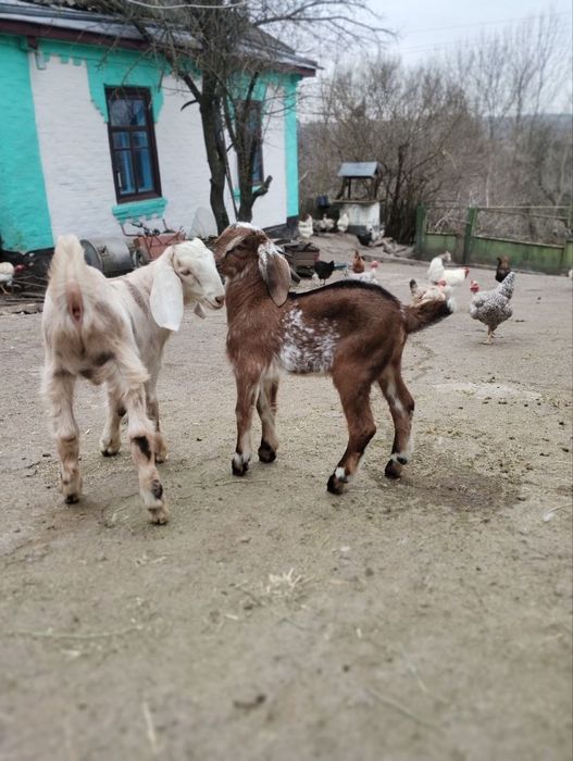 Англонубійські кози та козенята
