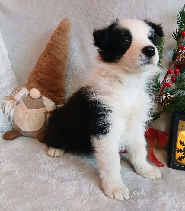 Border collie suczka z rodowodem