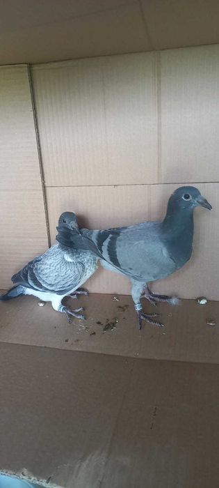 Młode gołębie pocztowe