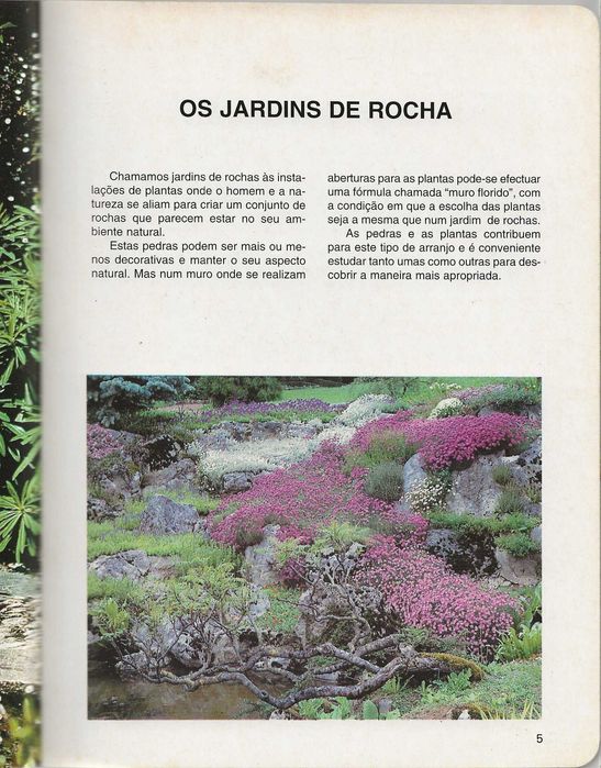 Flores e Plantas De Jardins de Rocha