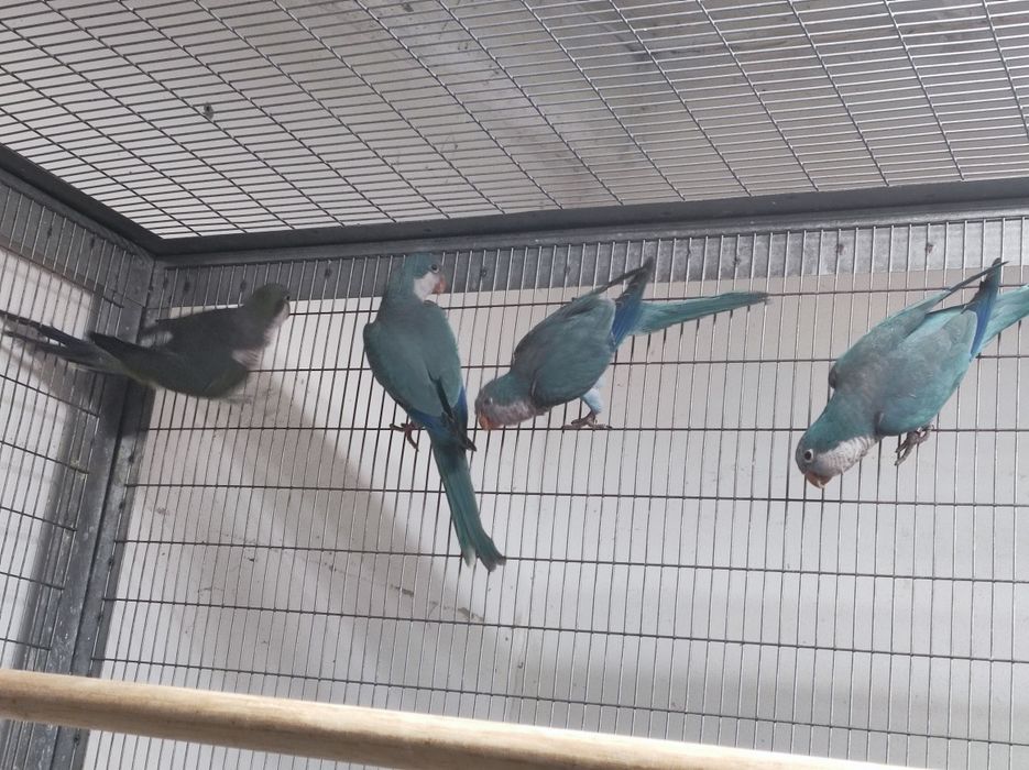 Casal disponível não congénito com toda a decomentacao