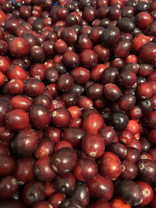 5 kg świeża żurawina