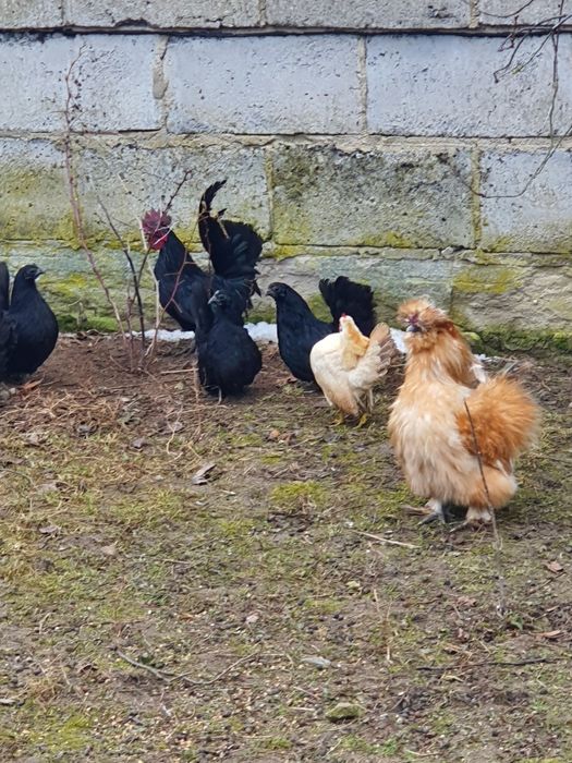 Chabo Czarnolice,kogut i kury