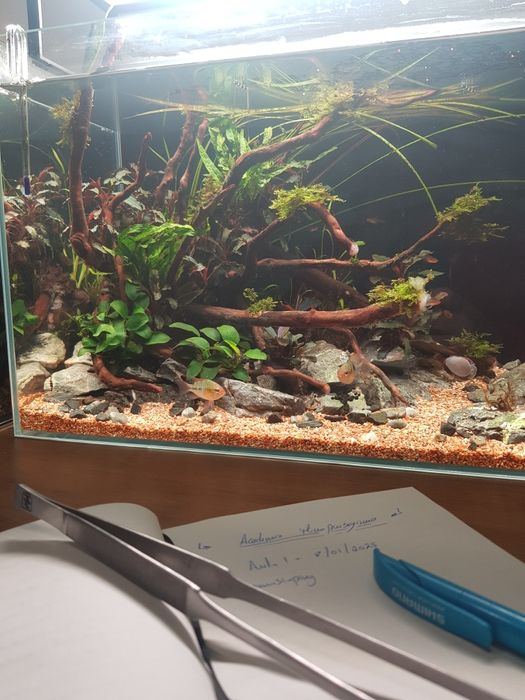 Aquario stridways de 45cm 34L com layout