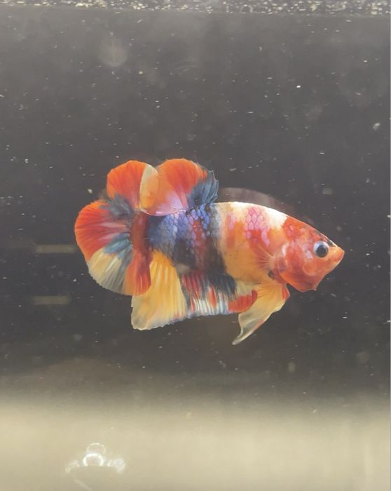 Продаж півників(коі,кенді,мультик)