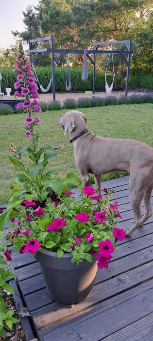 LEGRYS - Domowy hotel dla psów- opieka nad psem