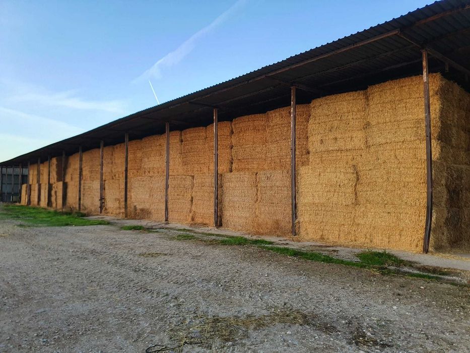 Venda de Palha Branca de Boa Qualidade