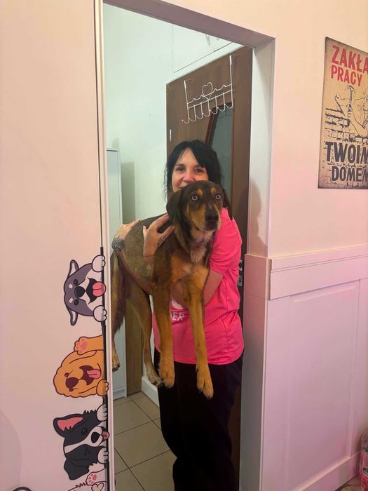 Psi fryzjer, groomer