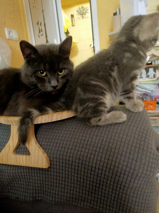 Котята шотландцы ищут любящих хозяев