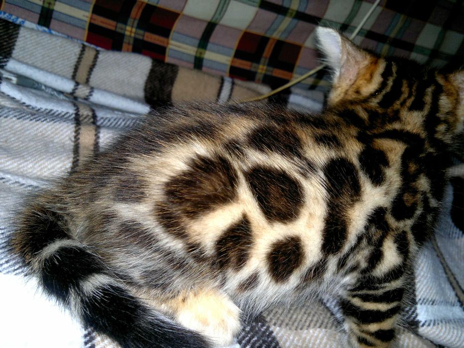 Клубні бенгальські кошенятка BENn24