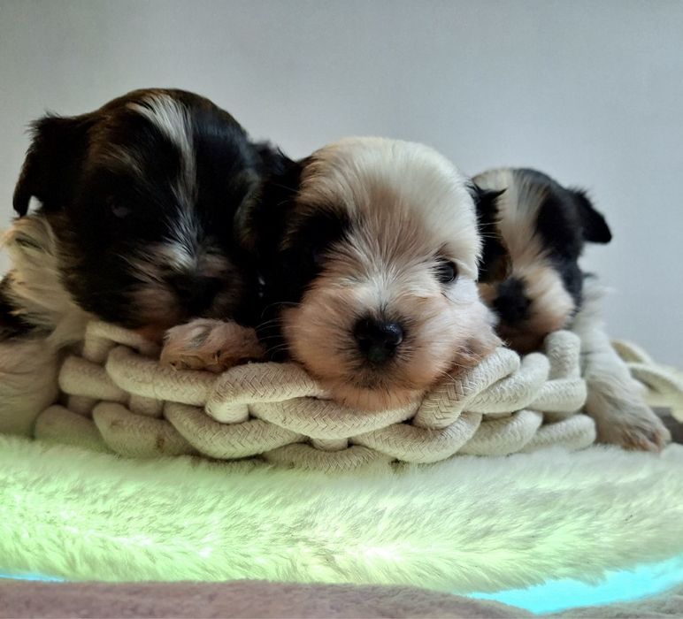 - Yorkshire  Terrier - biewer