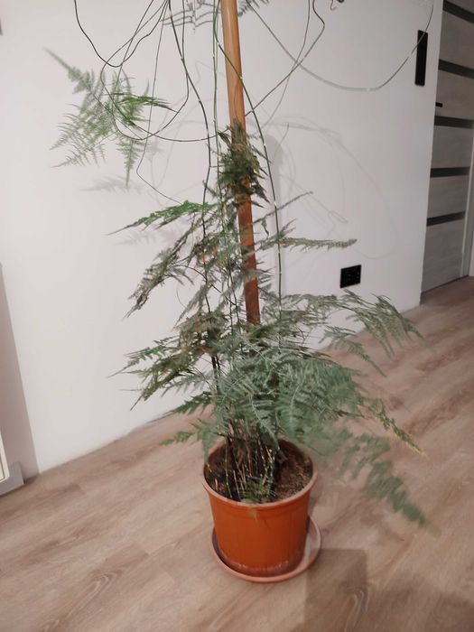 Kwiatek doniczkowy szparag pierzasty duża sadzonka