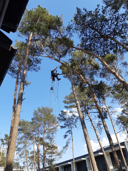 Usuwanie, wycinka drzew, Alpinistycznie, linowo, rębak, Super ceny