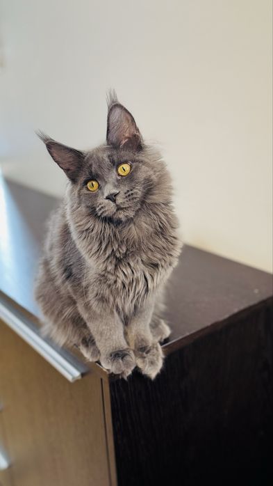 Cudowna Kotka Maine coon  niebieska opcja hodowlana rodowód FPL